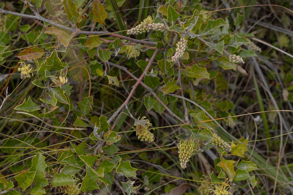 Australian bush with spiky green leaves and buds
