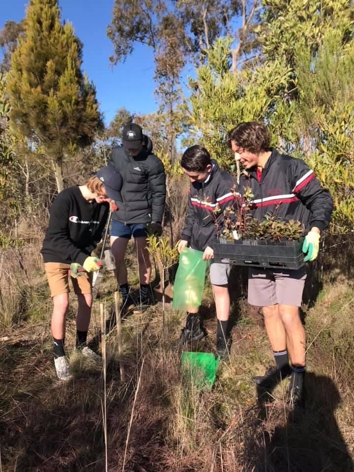 Group planting trees in Australian bushland.