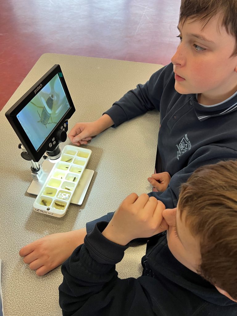 Kids examining insect under digital microscope.