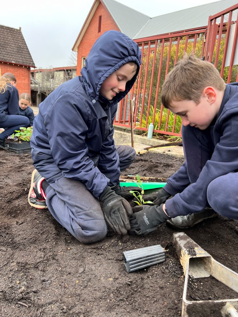Children planting seedlings in school garden.