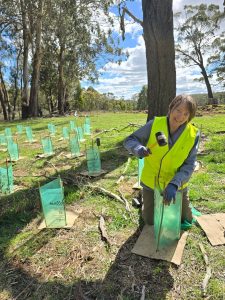 Person planting trees in Australian bushland.