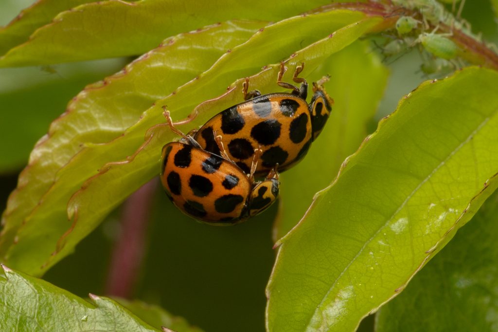 Two ladybugs mating on green leaf