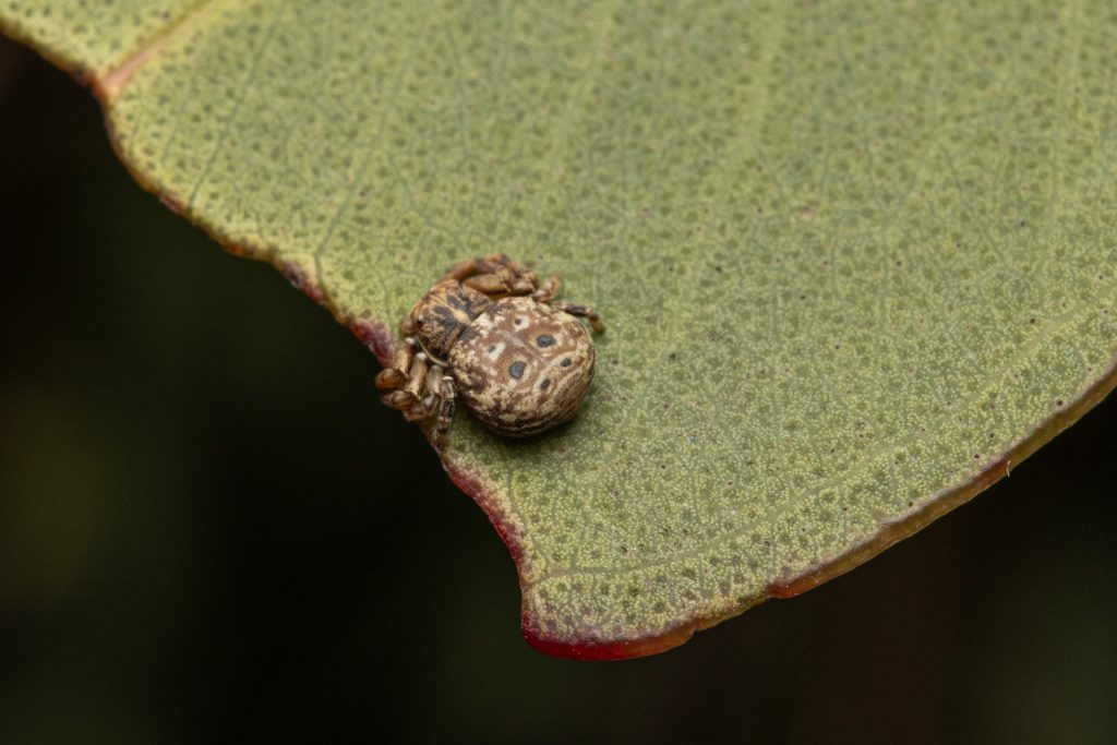 Australian wrap-around spider on green leaf