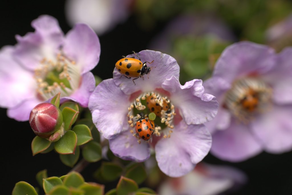 Ladybugs on pink flowers, close-up view.