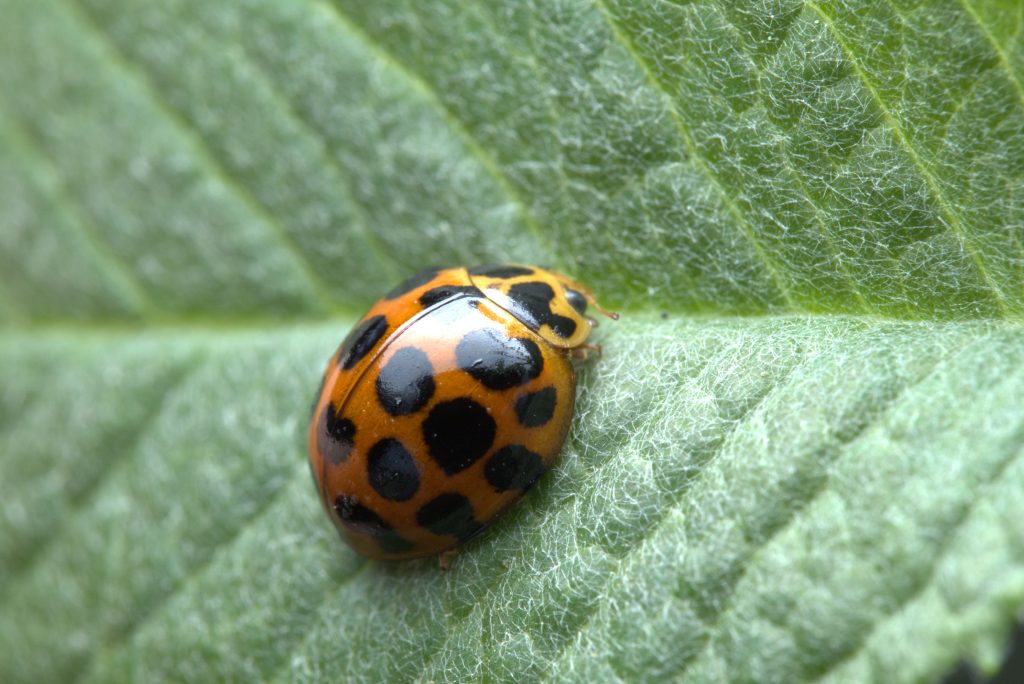 Orange ladybug with black spots on green leaf.