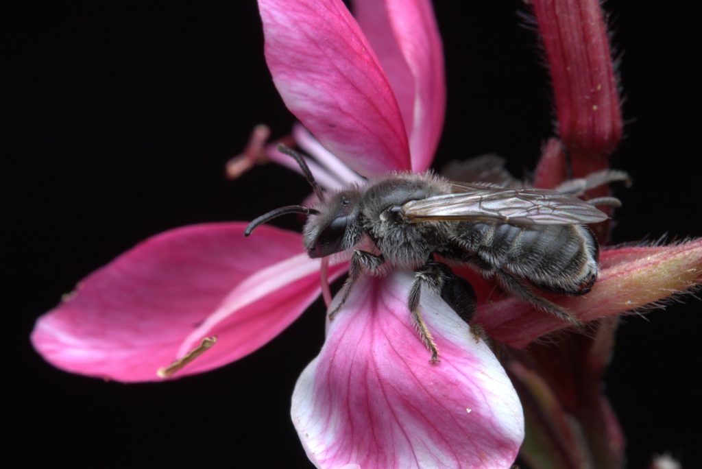 Bee on pink flower, close-up view.