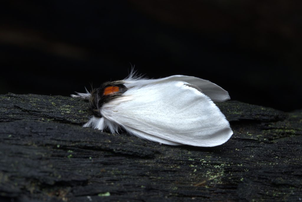 White moth on dark wood surface.